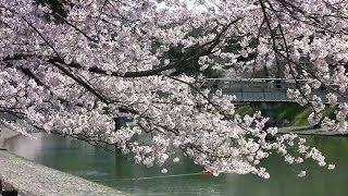 preview picture of video '京都・宇治の桜 宇治橋あたり Cherry blossoms in Uji, Kyoto(2012-04)'