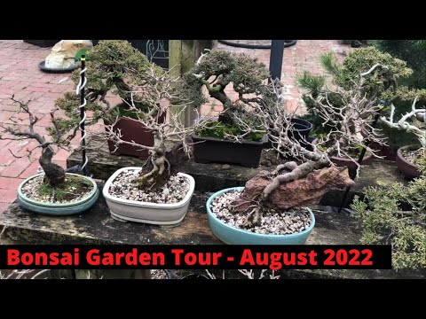 Bonsai Garden Tour Walkthrough Winter 2022 Melbourne