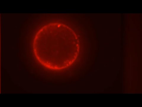 Scientists create first synthetic cell that can complete life cycle