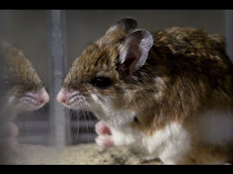 Battle of the Quick: Can a Mouse Fight Off a Scorpion?