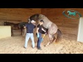 Horse Semen Collection Artificial Insemination Of Mare