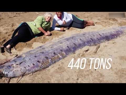 Khawvela tuipui sa lian ber ber top 10