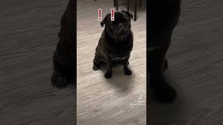 #犬 #dog #いぬ #パグ  #pug #いぬのいる生活  #しゃべる犬 #cute  #可愛い