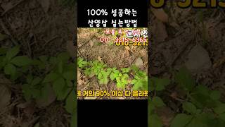 100% 성공하는 산양삼 장뇌삼 심는방법 이렇게만 하세요 #장뇌삼재배 #산양삼재배 #산삼재배
