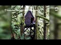 Child Porn Found In Tree House