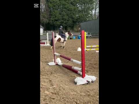 14.2 4 year old pony for sale - Image 2