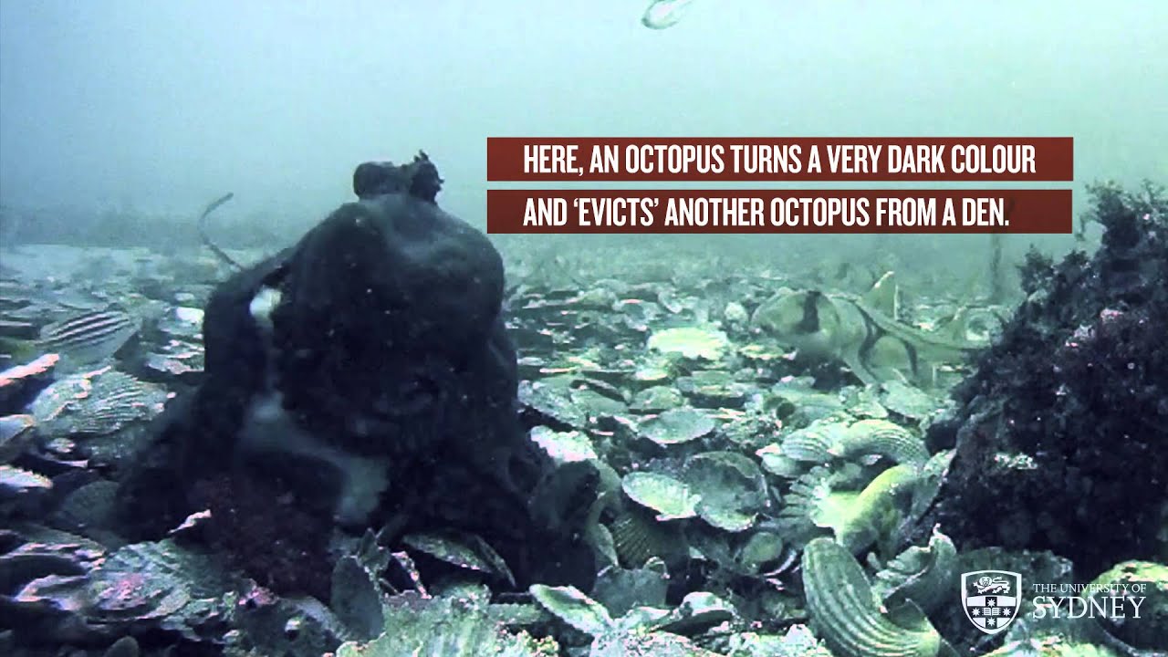 Oktopusse sind auch ... rachsüchtig