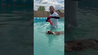 Super cute cavalier King Charles spaniel puppy Oscar stole our hearts yesterday 💕🐾💦🇬🇧