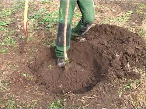 TRÄDGÅRDSANLÄGGARE 2 Bygga En Högbädd 8 PLANTERA TRÄD