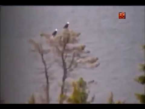 13:44 Mr Em poopshot, off right, gull calling.13:55 Eagle flyby to left, lands of right side of H&Hs