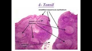 Lymphatic System data Show part 3