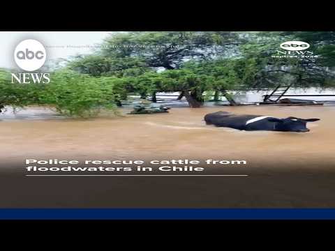 Police rescue cattle from floodwaters in Chile