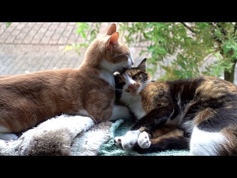 Cat Grooming - A Sign Of Affection Or Domination ?