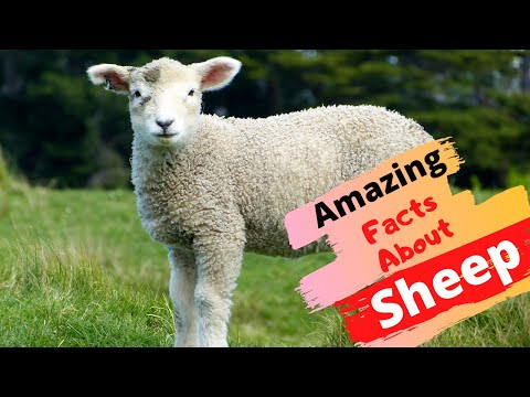 , title : 'Top 20 Amazing Facts About Sheep'