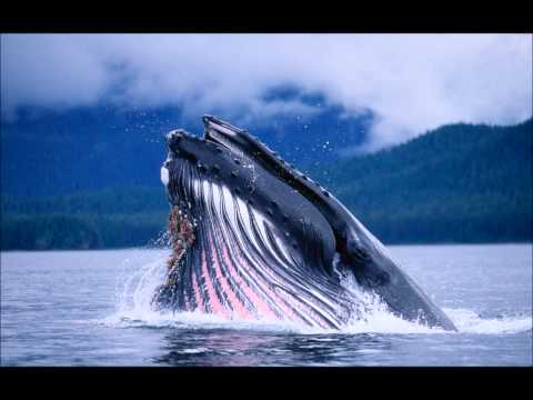 Jordi MB Feat. Jason Rene - Lady Say Hey (Havana Mess Remix)