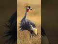 5 Most Stunning Crane Species with Majestic Plumage