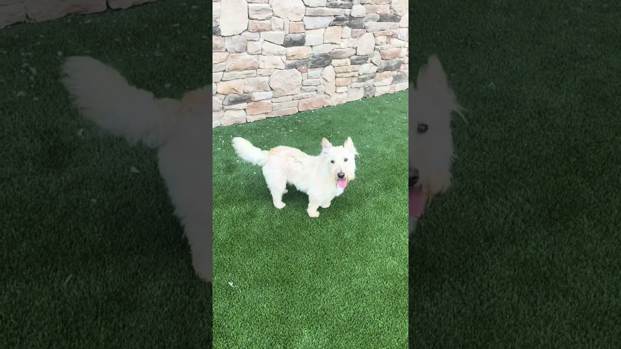 Enlarge Angus Daniel 22169, a Adoptable Scottish Terrier in Cumming, GA video 6/6