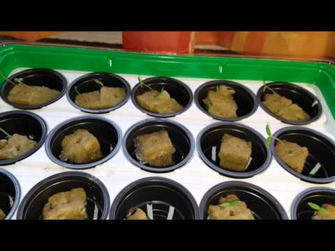 Tomatenpflänzchen eine Woche nach der Aussaat