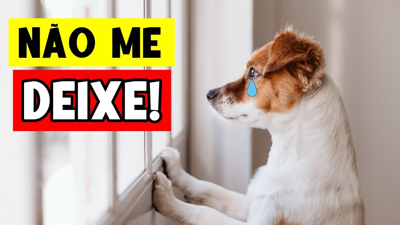 Nunca faça ISSO quando deixar seu cachorro SOZINHO