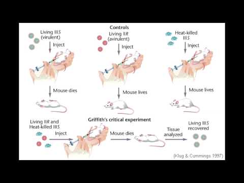 Griffith's Experiment