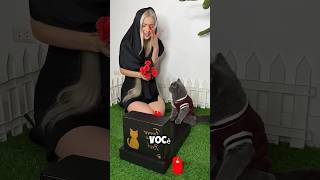 Tommy e a gatinha perdida uma nova amiga para alegrar o dia #shortvideo