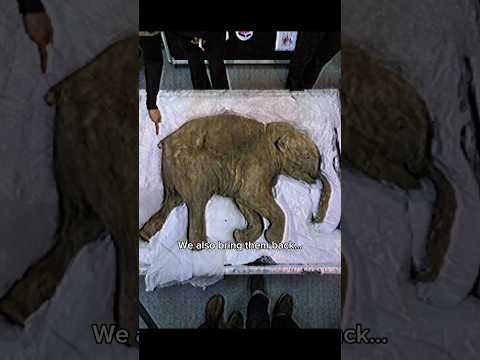THEY’RE BRINGING THIS ANIMAL BACK TO LIFE?! #prehistoric #mammoth #iceage