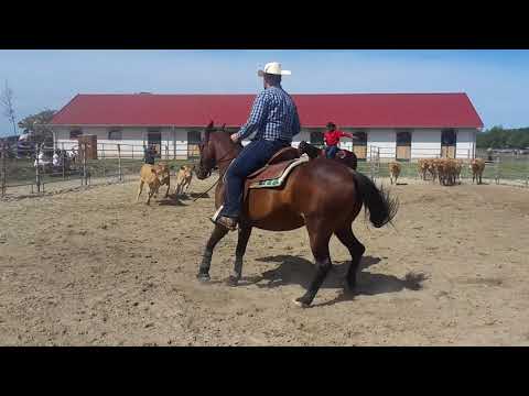 Családi lovasnap Kiskunfélegyházán