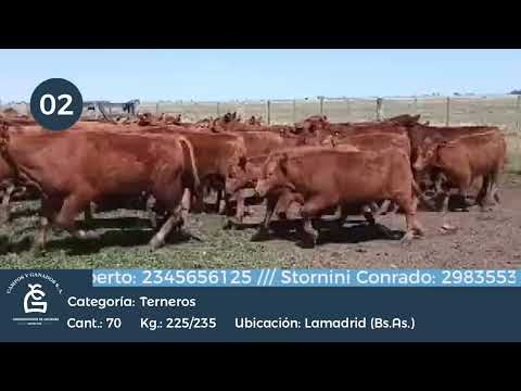 Lote Machos - Gral Lamadrid Bs As