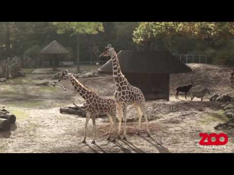 Parring hos girafferne | Copenhagen Zoo