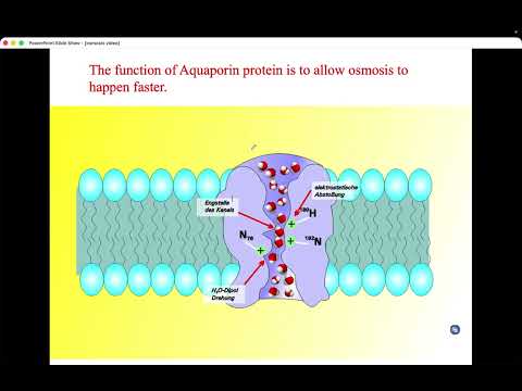 BIO105 Introductory Biology, Osmosis, David Champlin, USM