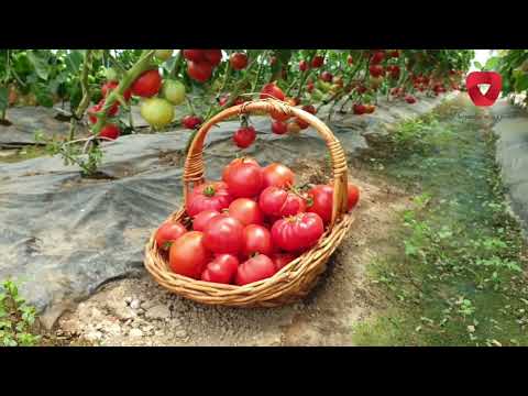 , title : 'Od sjemena do ploda. Sve što treba znati o uzgoju paradajza'