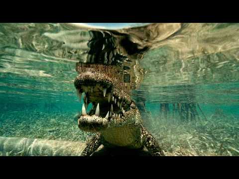 Best Documentary and Show Me the World