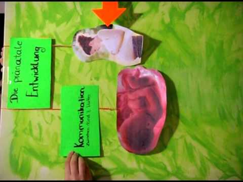 die pränatale Entwicklung