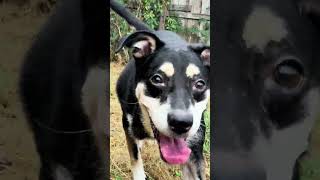 Video preview image #1 Mutt Puppy For Sale in Jackson, MS, USA