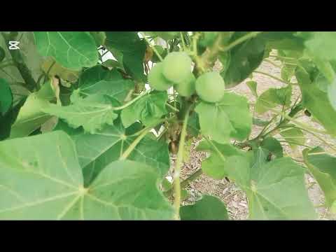 23/92025 ..show medicine for treating tuberculosis