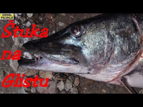 🐟 ŠTUKA NA GLISTU !!! 🎣 NEVEROVATNO !! KANAL PECANJE - RIBOLOV 🎣 STUKA GRABLJIVICA
