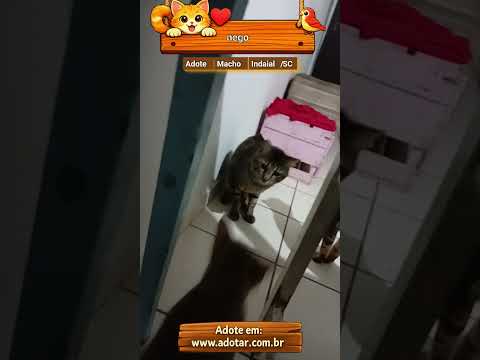 Vídeo de nego