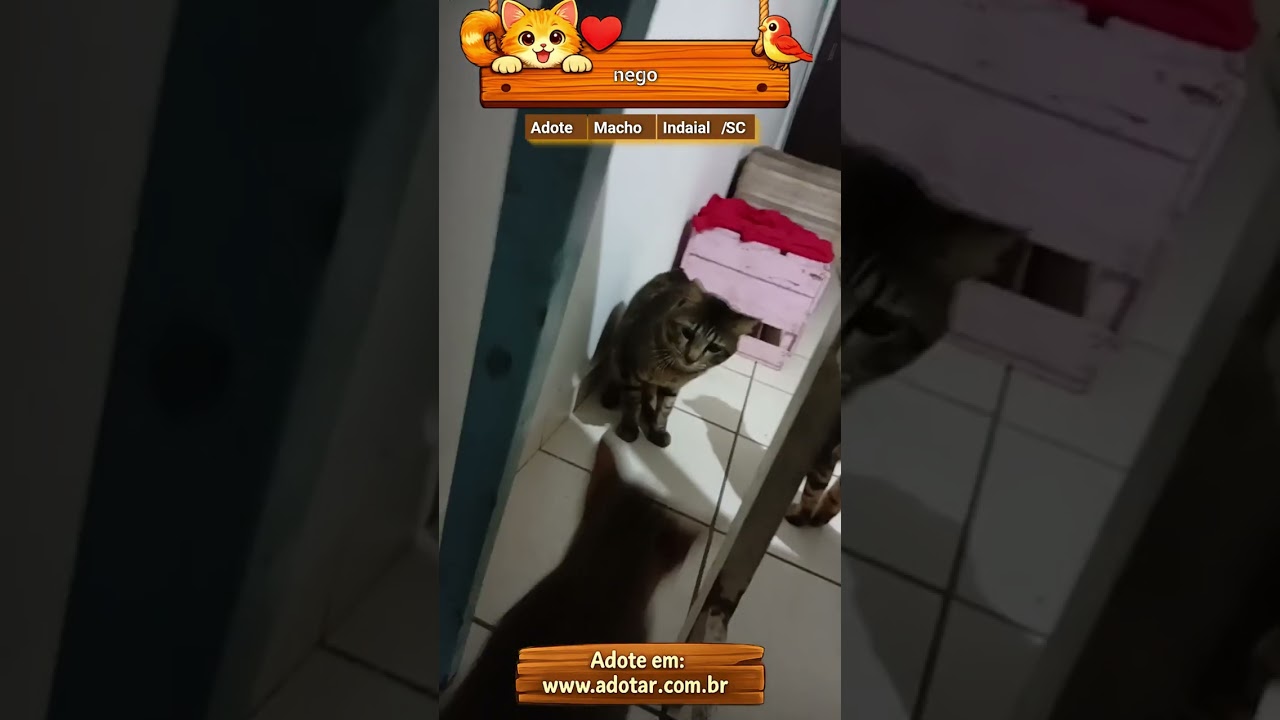 Gato raça SRD-ViraLata idade 2 anos nome nego