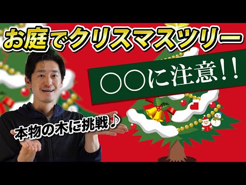 鉢植えのクリスマスツリー:役立つかどうか? トピックス
