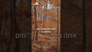 למה חיל האוויר לא מצליח ליירט את הכטבמ"ים? | הרב דוד פריוף (הרב דוד פריוף) - התמונה מוצגת ישירות מתוך אתר האינטרנט יוטיוב. זכויות היוצרים בתמונה שייכות ליוצרה. קישור קרדיט למקור התוכן נמצא בתוך דף הסרטון