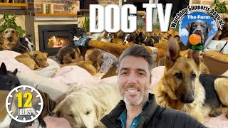 Dog TV for Dogs to Watch 🐶 Entertainment for Dogs 🎵 Relaxing Dog Music & Anti Anxiety Dog Home Alone