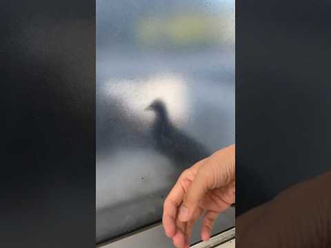 鳥の糞からテラスを掃除するにはどうすればよいですか？汚れや臭いを取り除くためのヒント  庭園