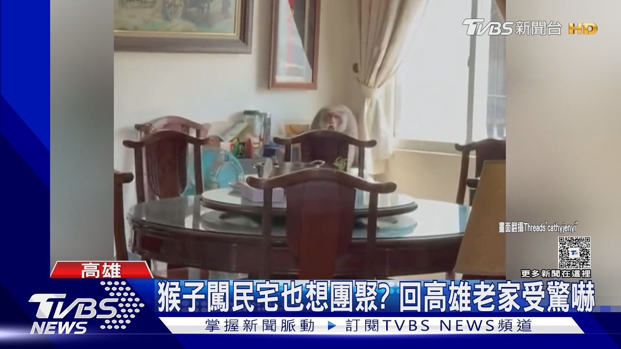 影音／也想團聚？北漂民眾回高雄　驚見猴子入侵追人、強占桌面