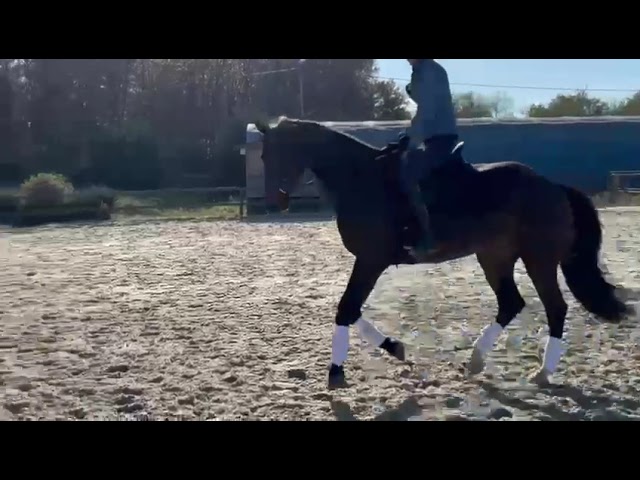 MAGNUM - KWPN de 9 ans - super mental et gros potentiel