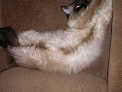 mircea crisan zalau / remember missy