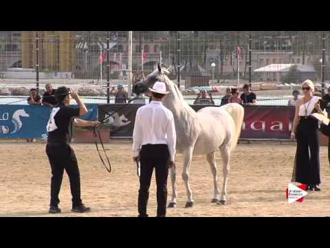 N.72 PERNILA - Menton 2015 - Mares 8 years old & above (Class 5)