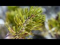 Pine Needle Scale | From the Ground Up