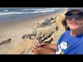 1000s of By-The-Wind Sailors (Velella Velella) Wash to Shore Along Ventura County Beaches / RV Life