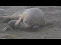 One Day I Saw A HUGE Elephant Seal Squash A Pup