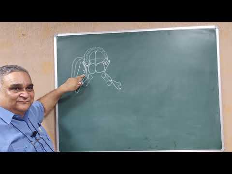 gks5119Basis cranii Externa. Norma Basalis. Looking at base of skull from below